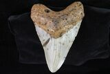 Bargain, Megalodon Tooth - North Carolina #67152-1